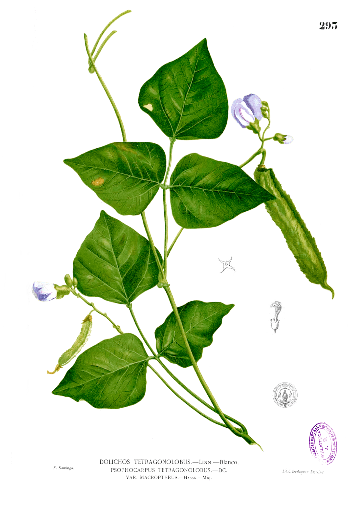 Winged bean tuber, raw