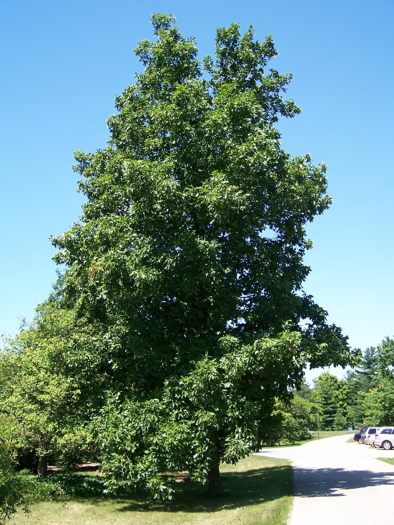 hickory nut