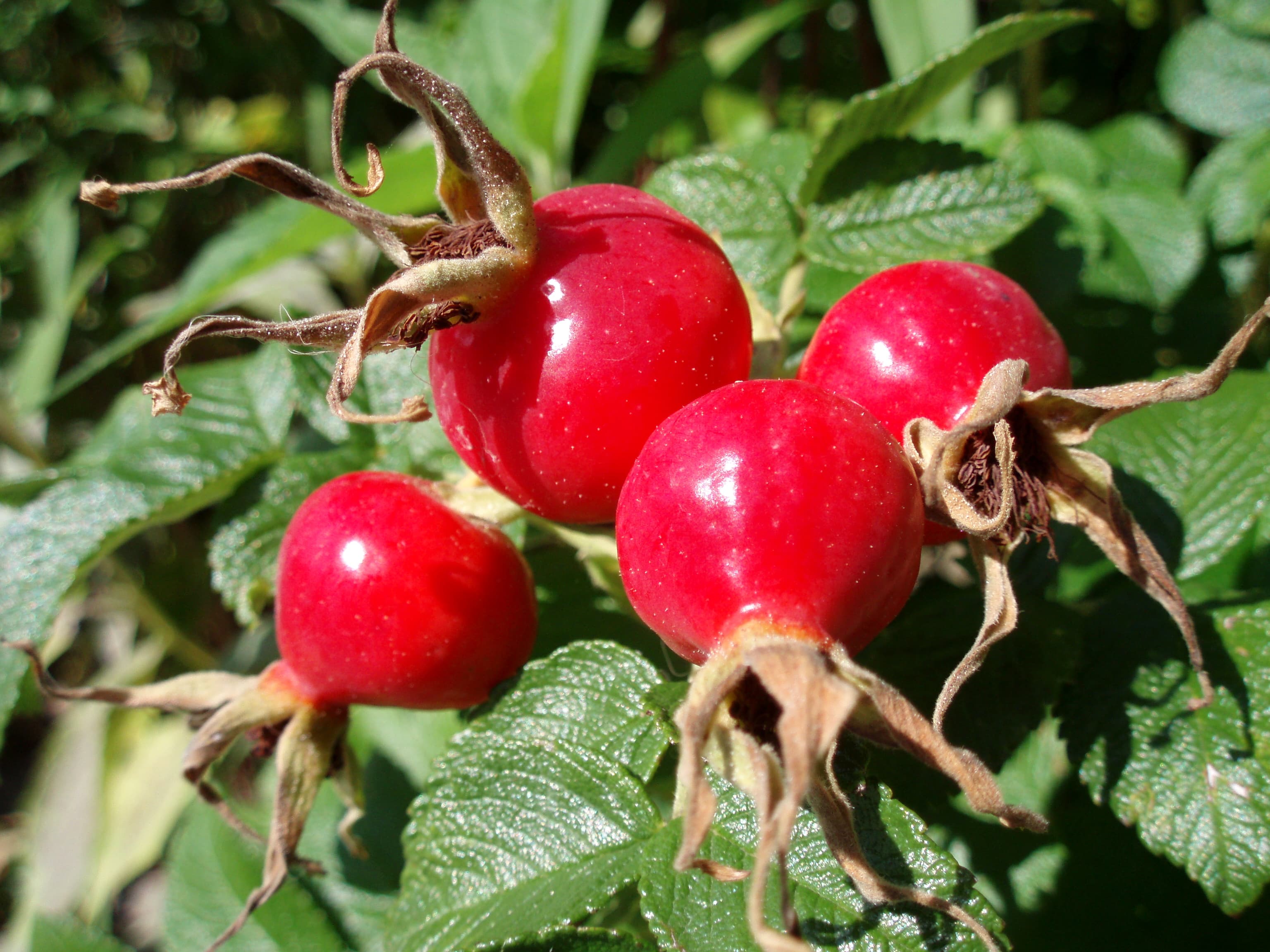 rose hip (raw)