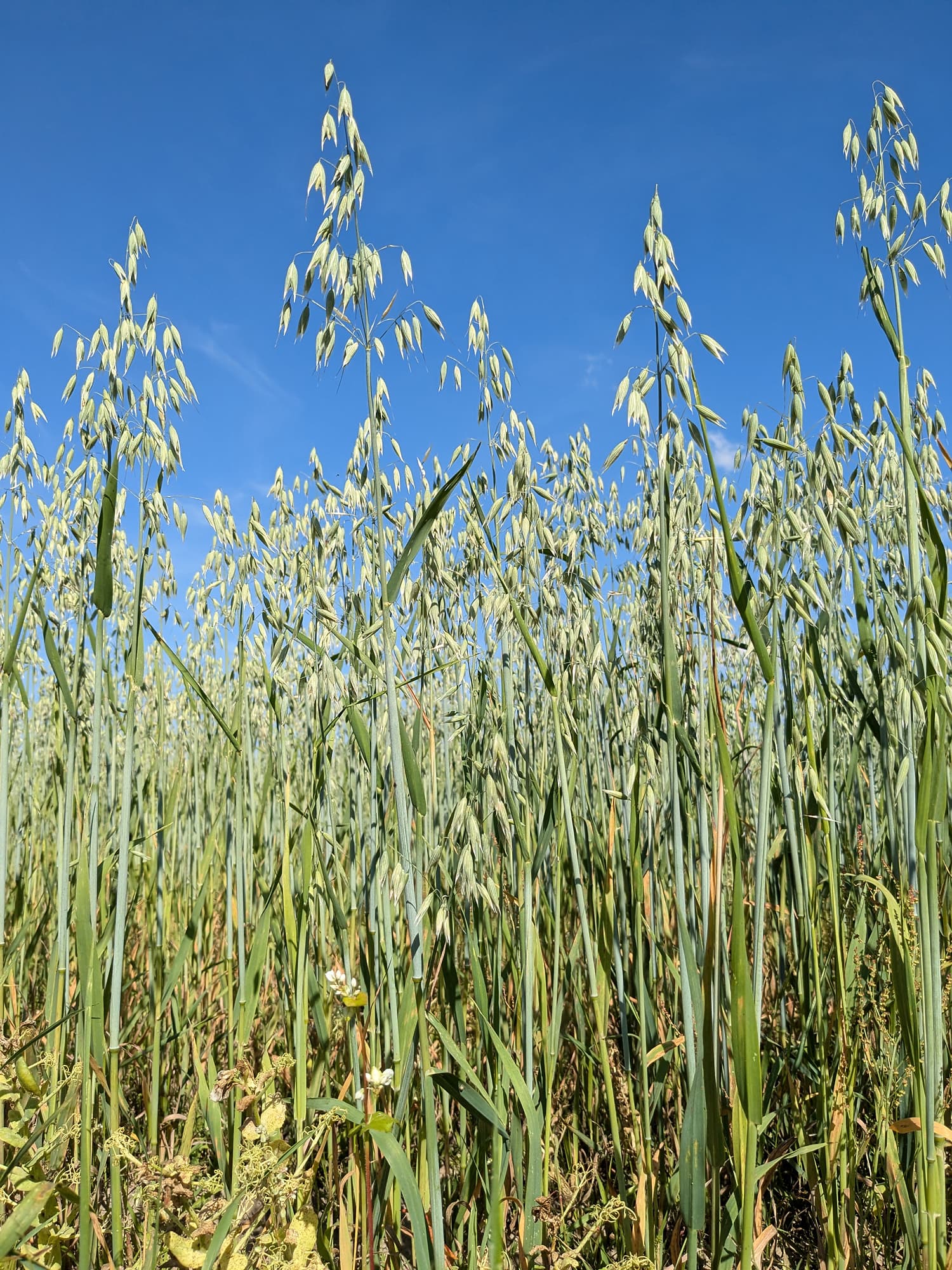 Oats, whole grain, rolled, old fashioned