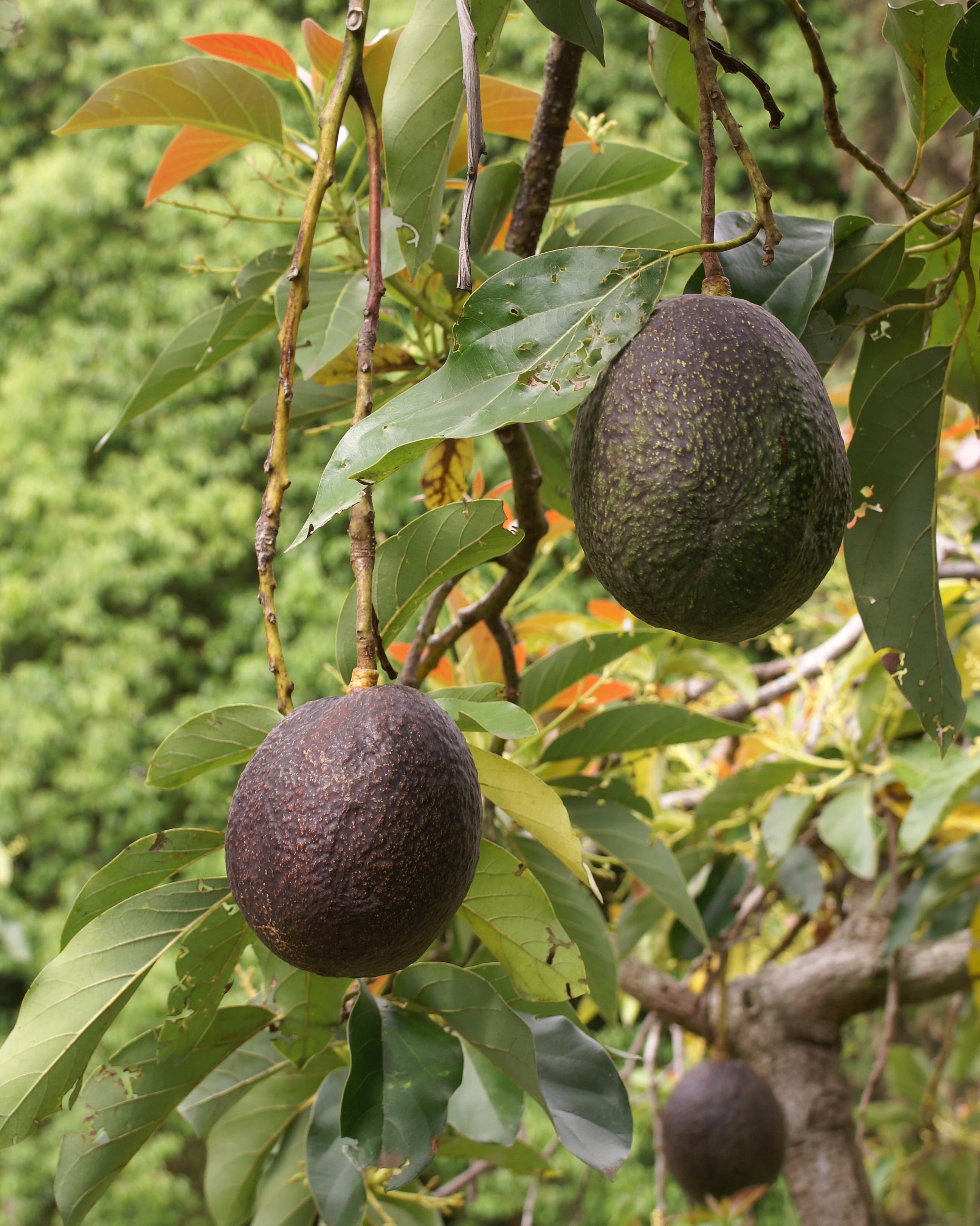 Avocado, Hass, peeled, raw