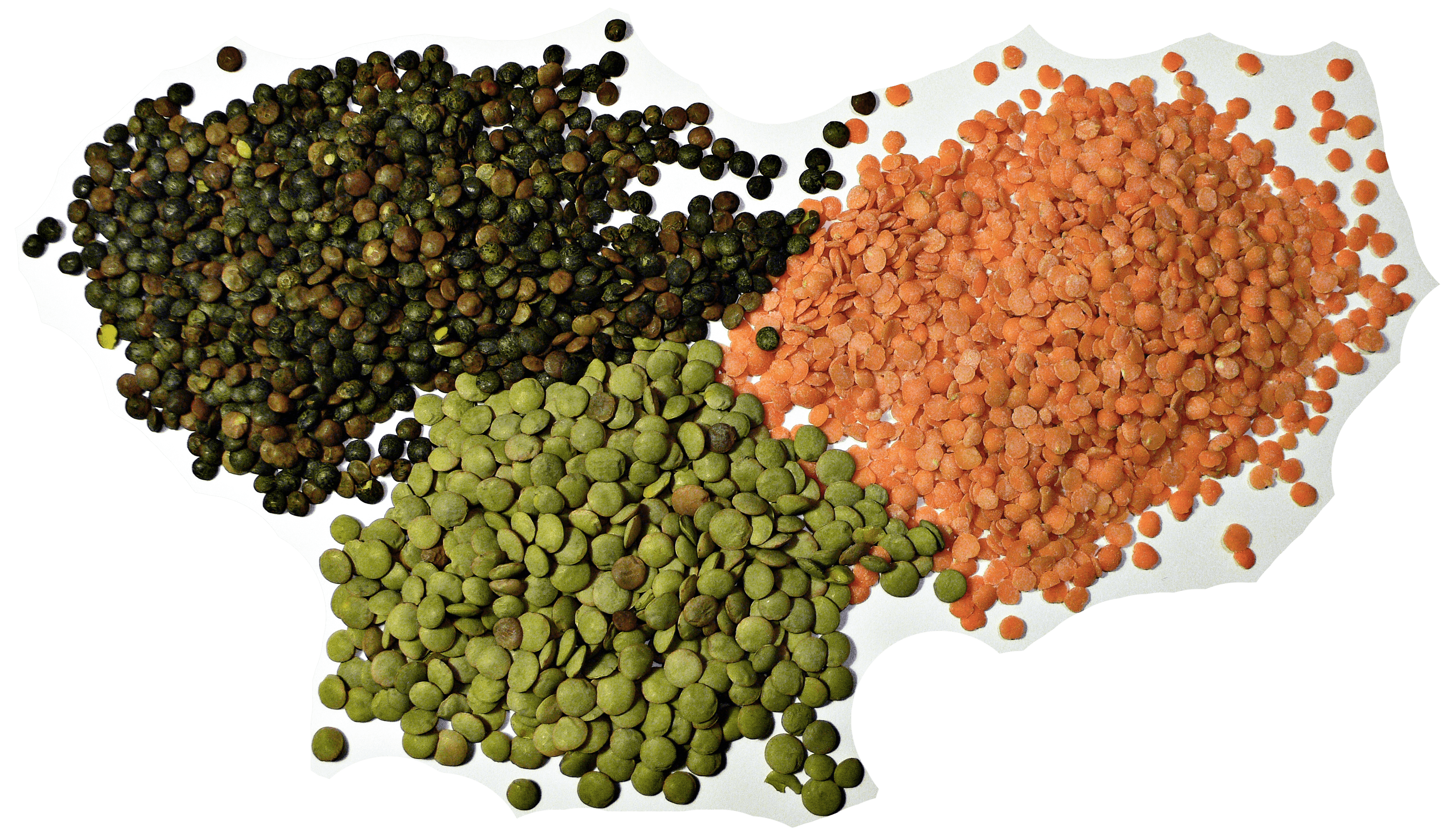 Lentils, boiled