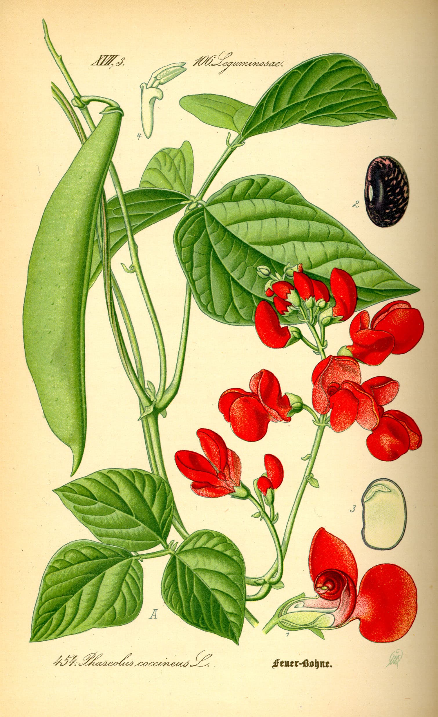 scarlet runner bean