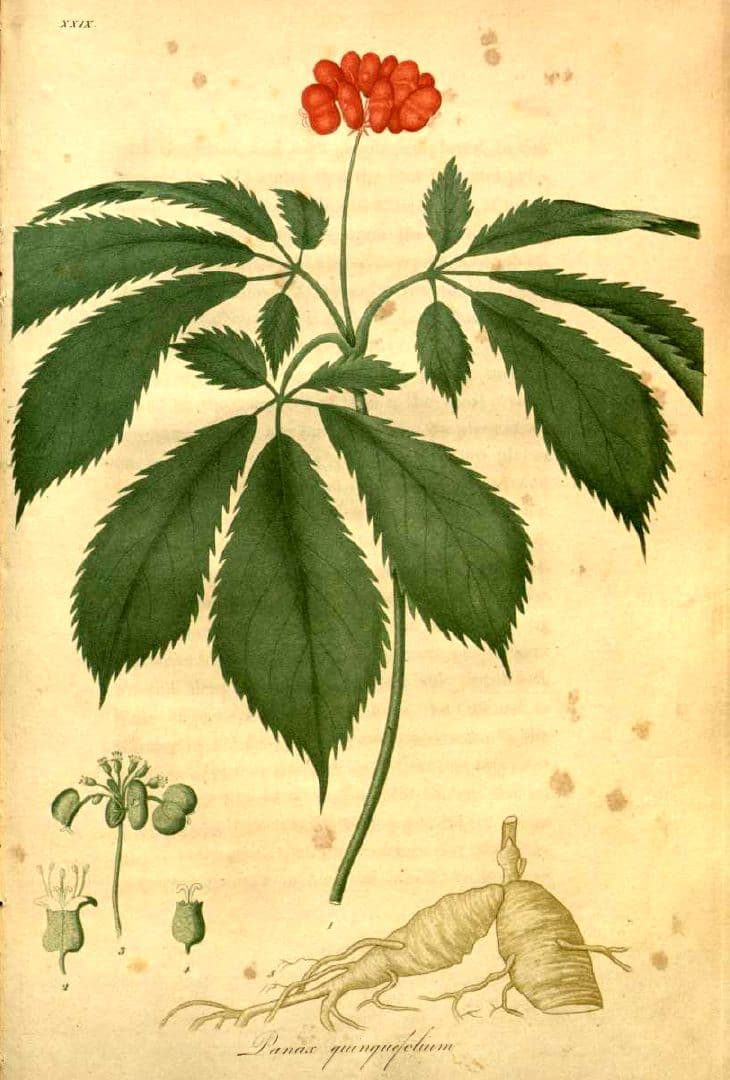 american ginseng root