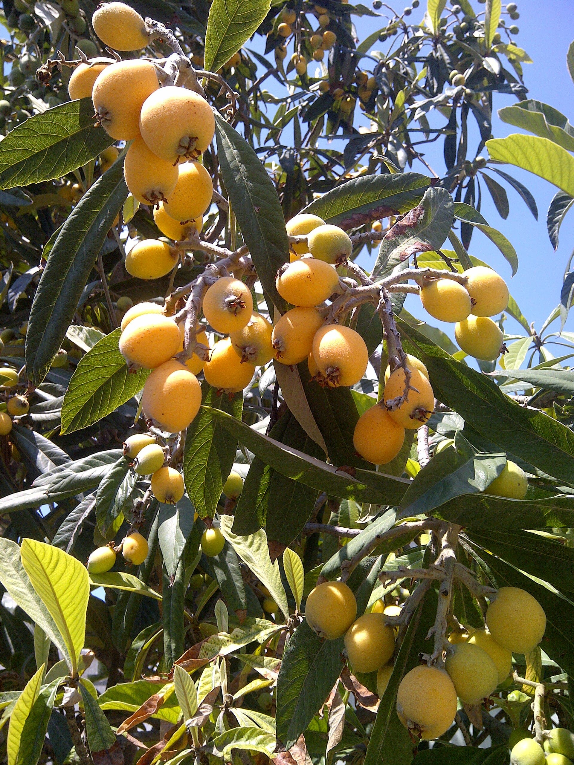 loquat