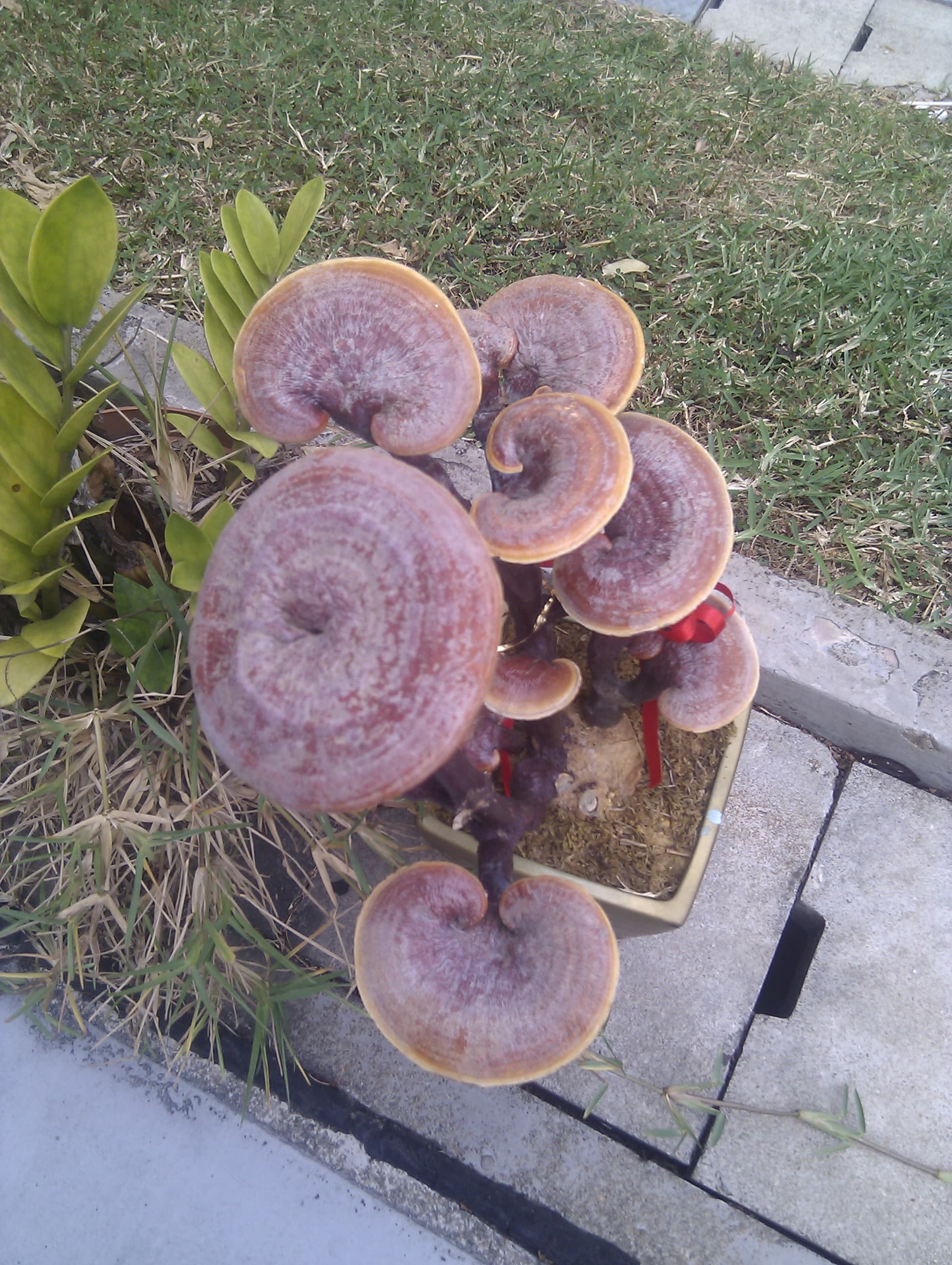 Reishi