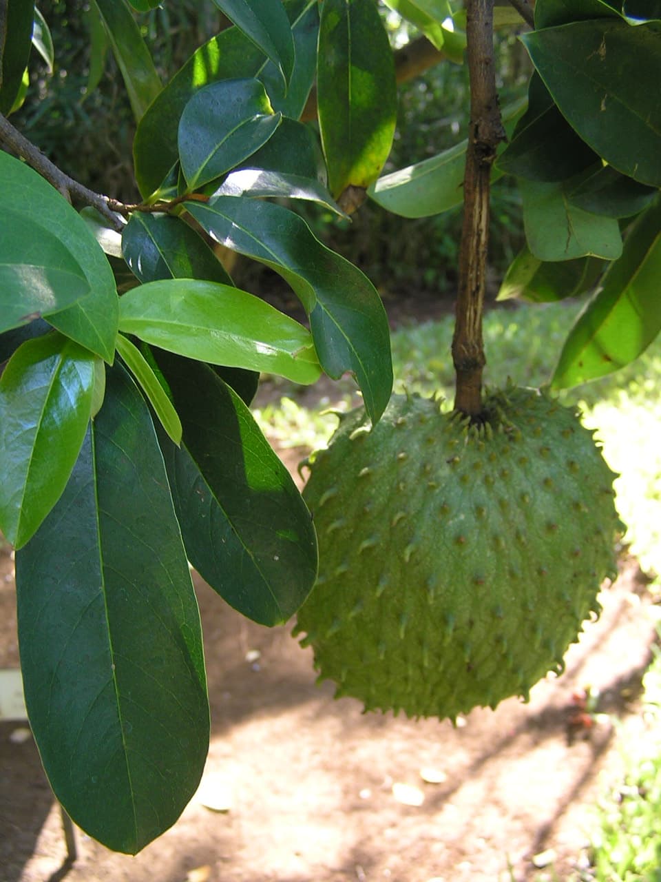 Soursop, raw