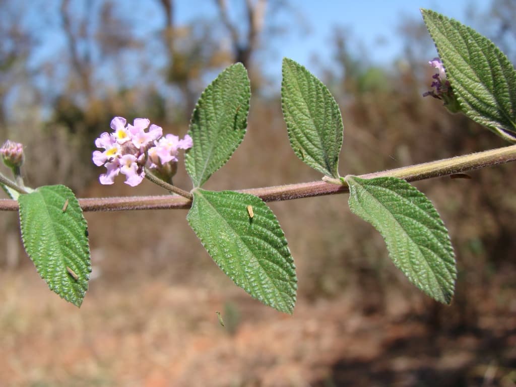 Lippia