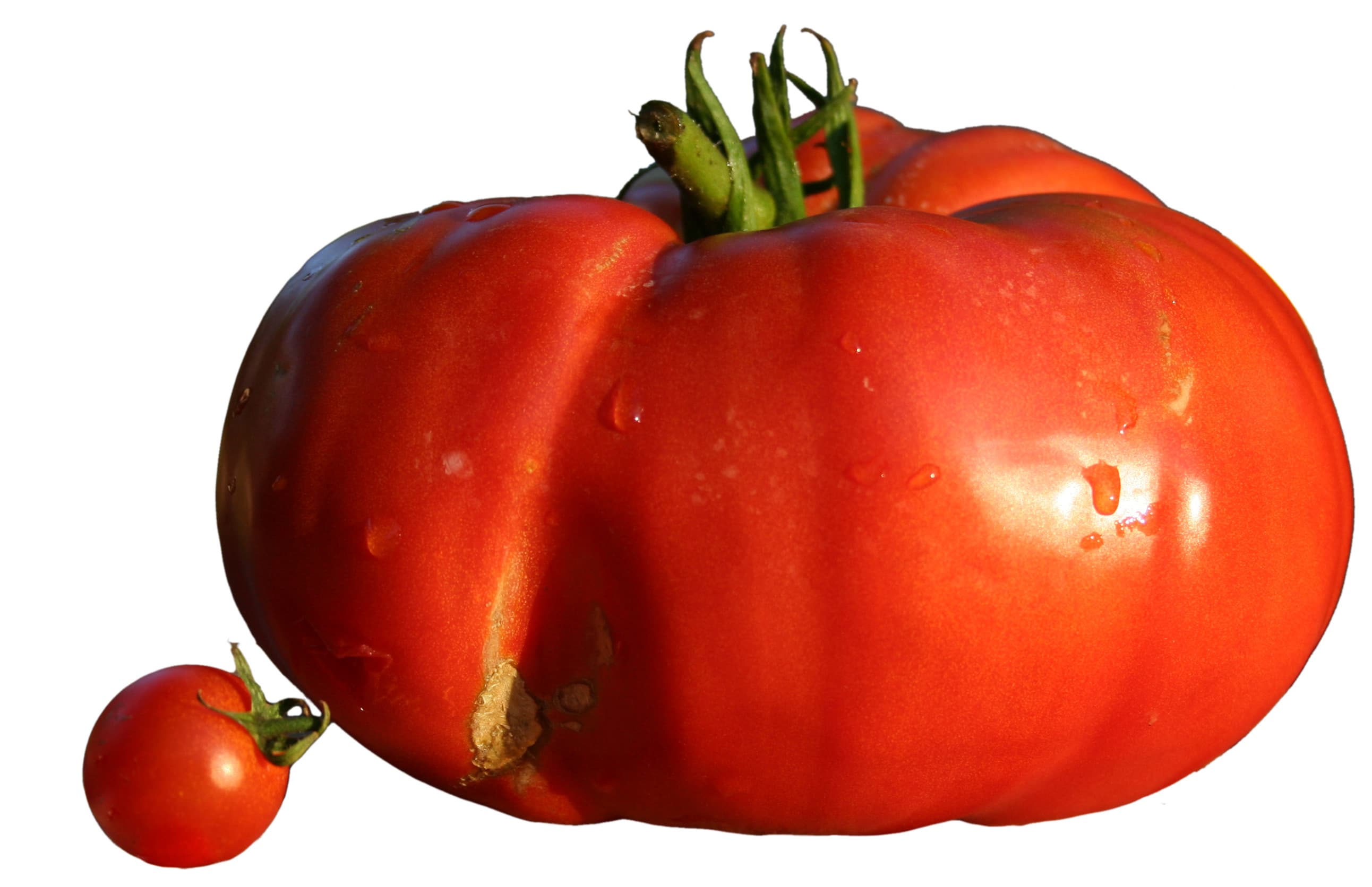 beefsteak tomato