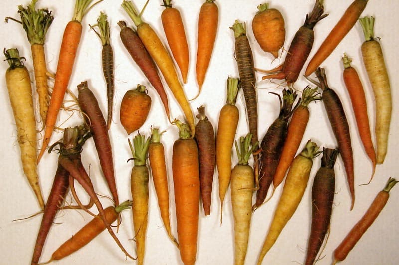 root vegetable (raw)