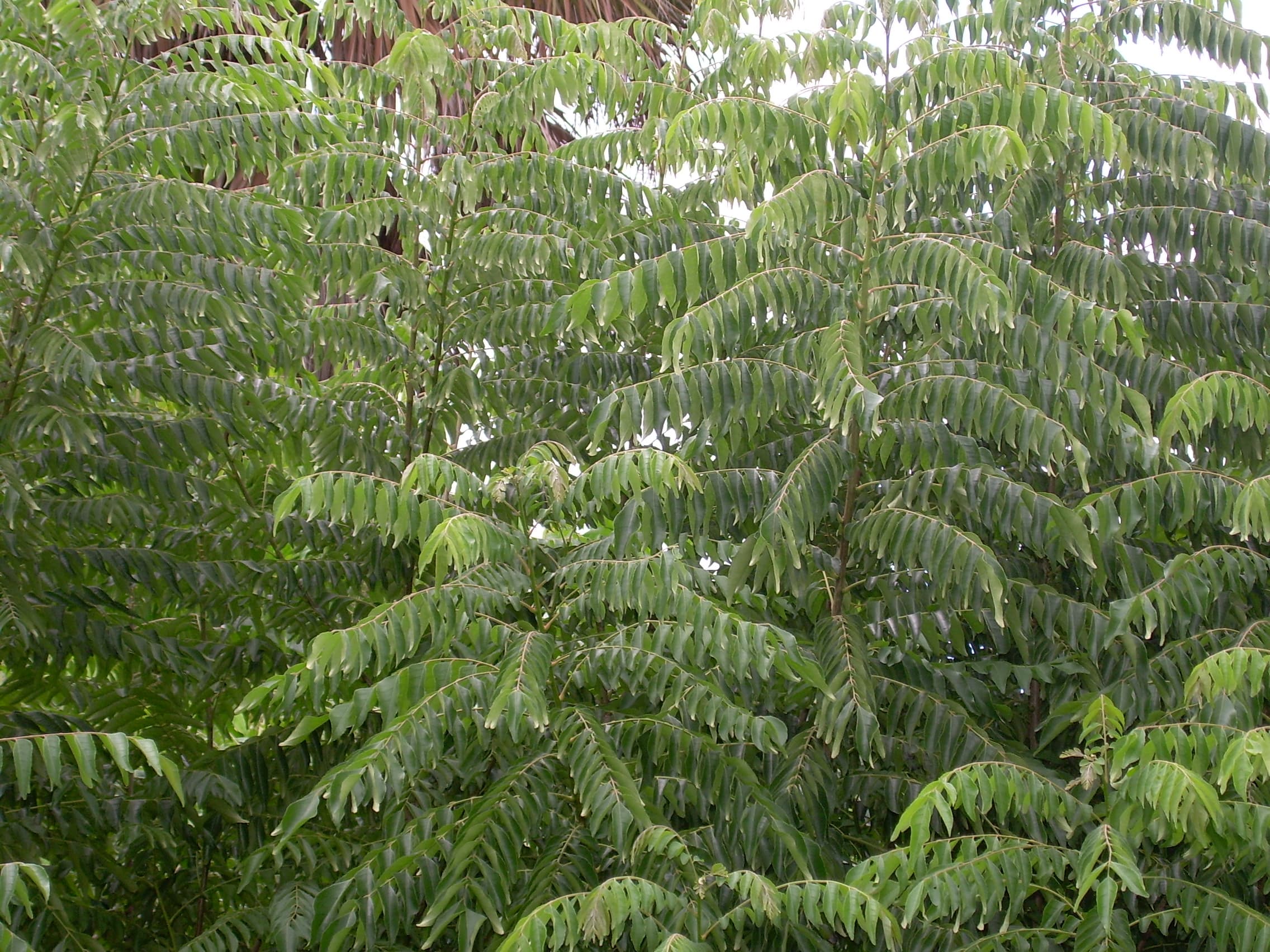Curry Leaf