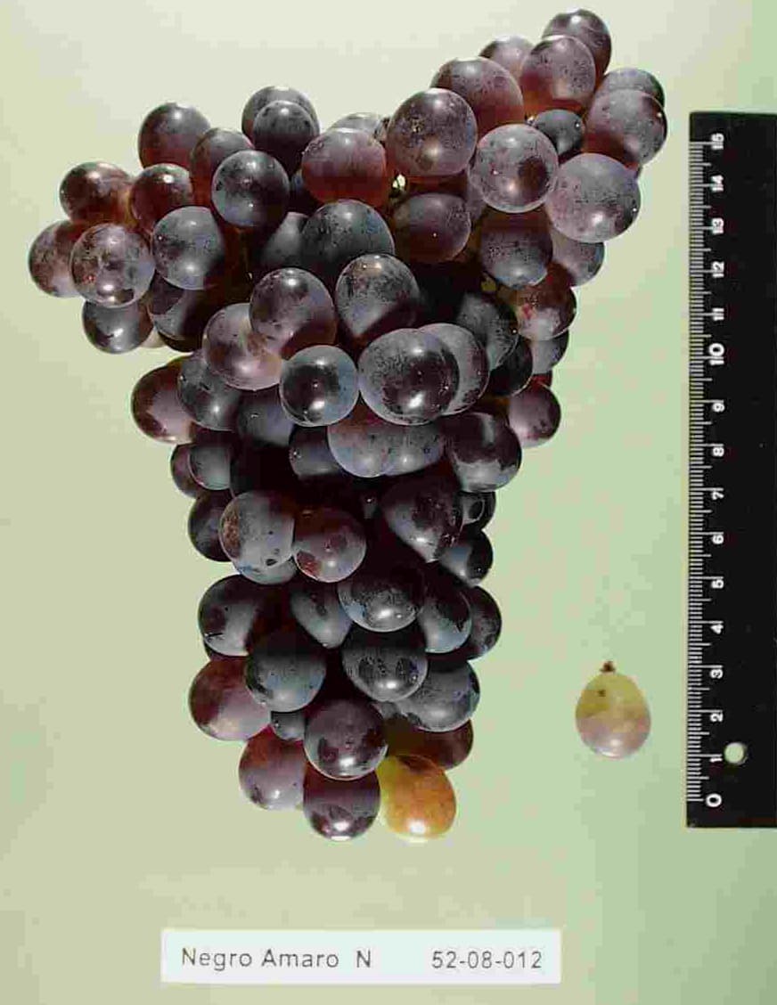 Negroamaro