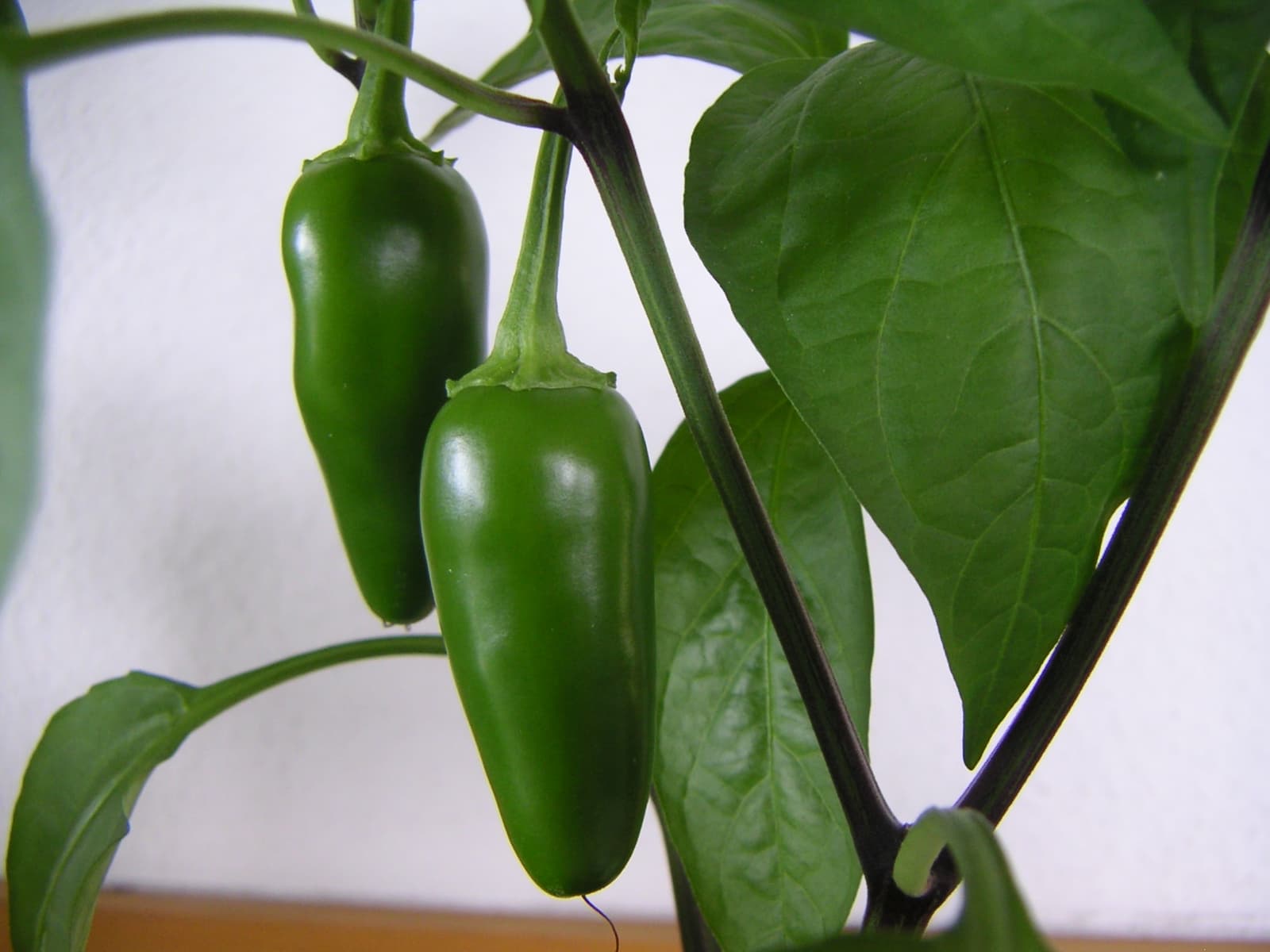 Jalapeño Peppers