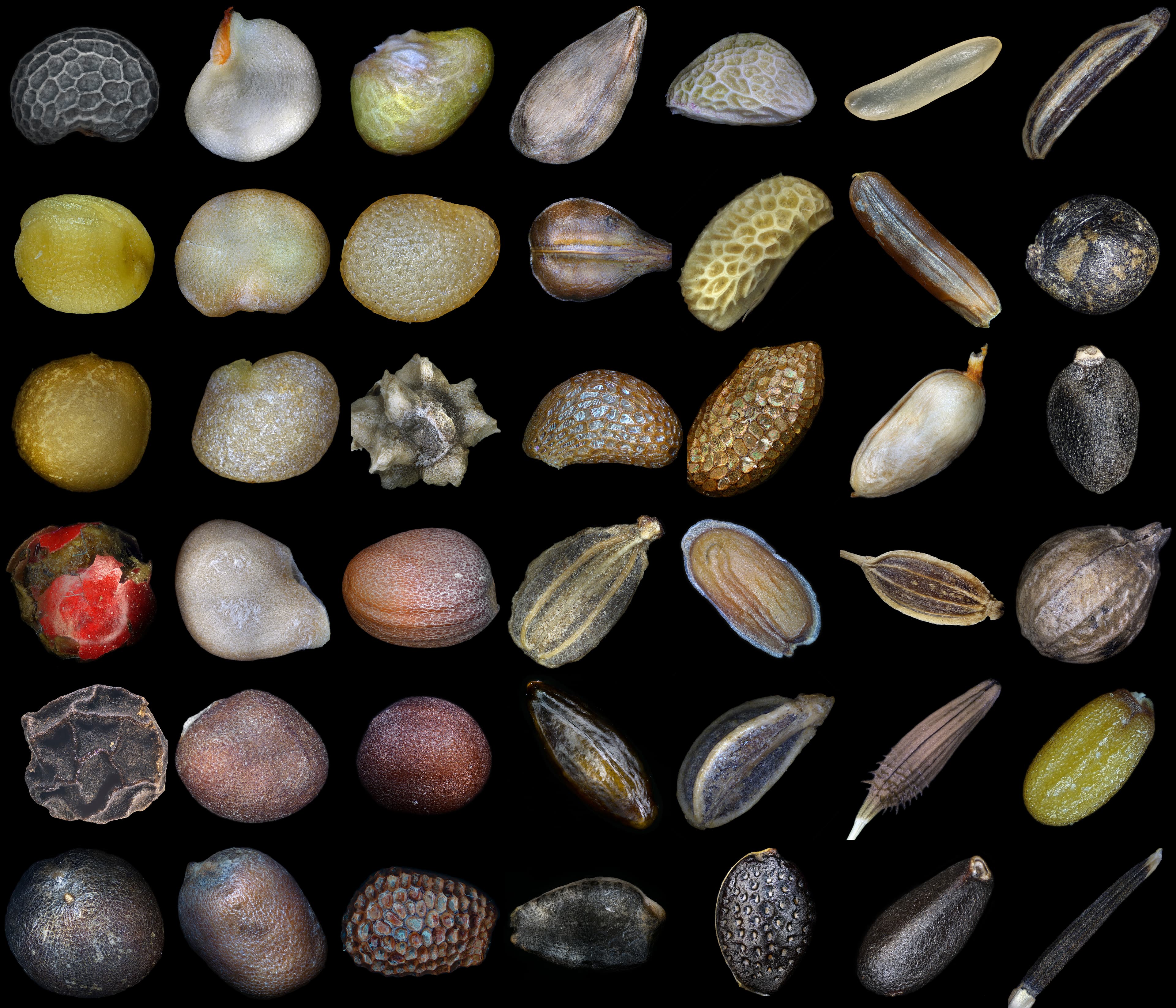 Hemp Seed