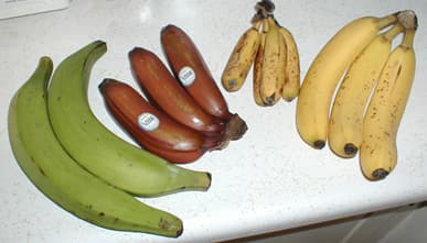 Banana, dehydrated or banana powder