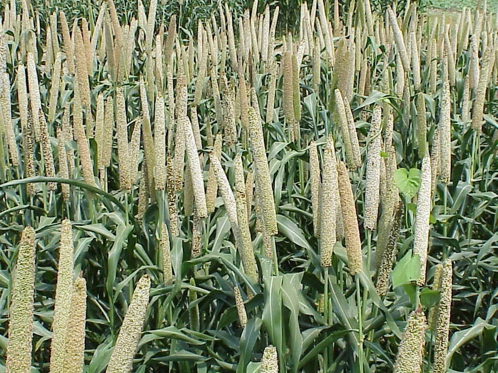 Millet